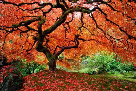 Japanese Maple in Autumn